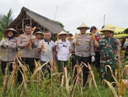 Serentak,Dukung Program Swasembada Pangan, Polres Tasikmalaya Kota Gelar Panen Raya Jagung