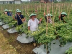 Dukung Ketahanan Pangan, Rumah Makan Saung Jembar Gunung Cupu Ciamis Gelar Panen Perdana Cabai Domba