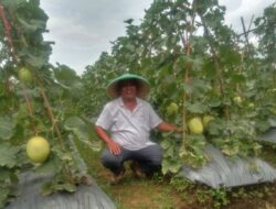 Sensasi Wisata Petik Melon Akan Hadir di Saung Jembar Gunung Cupu Ciamis, Catat Tanggalnya