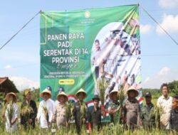 Panen Raya, Bupati Purwakarta Saepul Bahri Binzein:Siap Target Surplus Beras Jadi 100 Ribu Ton Per Tahun