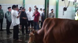 Bupati Kang Rey dan Wakil Bupati Subang Kang Akur Saksikan Penyembelihan Sapi Bantuan Presiden