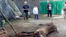 Di Hari Kedua Idul Adha 1446 H, Disdikpora Cianjur Sembelih Hewan Qurban Sebanyak 3 Ekor Sapi dan 4 Kambing