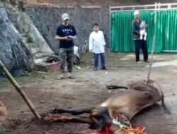 Di Hari Kedua Idul Adha 1446 H, Disdikpora Cianjur Sembelih Hewan Qurban Sebanyak 3 Ekor Sapi dan 4 Kambing