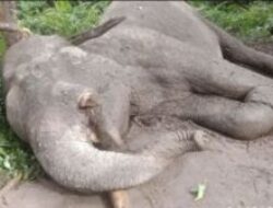 Kasus Kematian Gajah Sumatera, Ini Penjelasan Kepala BBKSDA Riau Supartono