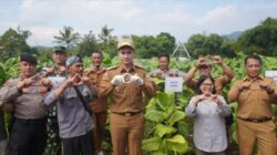 Wakil Bupati Sumedang Hadiri Kegiatan Farmer Field Day Budidaya Tembakau yang Digelar UNWIM Tanjungsari