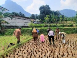 Bhabinkamtibmas Bersama Kelompok Tani Lakukan Penanaman Jagung di Kecamatan Tegalwaru Purwakarta