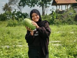 Asiknya Nikmati Sensasi Petik Buah Semangka Langsung dari Kebun di Jembar Farm Ciamis
