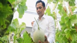 Kolaborasi Pemerintah dan PT. Sweet Greens Indonesia Harapan Baru bagi Petani Muda Purwakarta