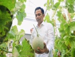 Kolaborasi Pemerintah dan PT. Sweet Greens Indonesia Harapan Baru bagi Petani Muda Purwakarta