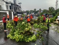 Sebanyak Empat Pohon Tumbang di Jalan Mohamad Hatta,Tim BPBD Kota Tasik Lakukan Evakuasi, Satu Motor Tertimpa