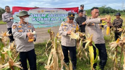 Polsek Plered Perkuat Ketahanan Pangan Melalui Panen Jagung