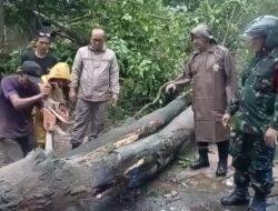 Gerak Cepat, Polsek Kalijati Polres Subang Turun Langsung Tangani Pohon Tumbang di Jalur Provinsi