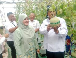 Wakil Wali Kota Tasik Diky Chandra Bersama Istri Rani Permayani Nikmati Wisata Petik Melon Langsung dari Kebun