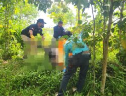 Polisi Purwakarta Evakuasi Mayat Tanpa Identitas, yang Ditemukan di Kebun Wilayah Plered