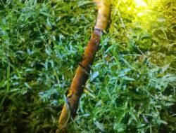 Tagih Utang Berujung Maut, Polisi Ungkap Dugaan Tindak Pidana Merampas Nyawa di Kiarapedes