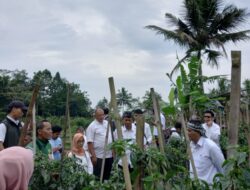 Hadiri Panen Cabai, Wawali Kota Tasik Diky Chandra: Bangga dan Kagum Petani Muda di Cibunigeulis