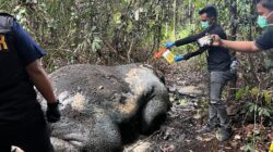 Masyarakat Kecamatan Ukui Dikejutkan Penemuan Bangkai Gajah, Polres Pelalawan Bersama Tim Gabungan Langsung Lakukan Olah TKP Penyelidikan Mendalam