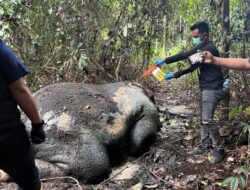 Masyarakat Kecamatan Ukui Dikejutkan Penemuan Bangkai Gajah, Polres Pelalawan Bersama Tim Gabungan Langsung Lakukan Olah TKP Penyelidikan Mendalam
