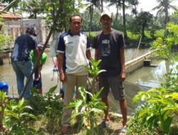 Panen Perdana Ikan, BUMDes Sugih Mukti Desa Bojong Kecamatan Parigi Raup Hasil Menggembirakan