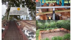 Peternakan BIB yang berada di Desa Sanca Cianter Diduga Belum Mengantongi Izin, Dinas Peternakan Tutup Mata