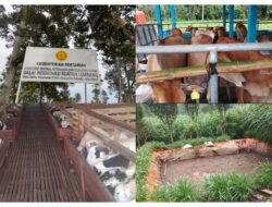 Peternakan BIB yang berada di Desa Sanca Cianter Diduga Belum Mengantongi Izin, Dinas Peternakan Tutup Mata