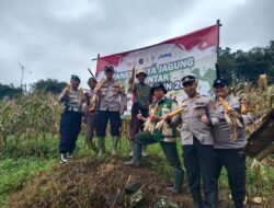 Dukung Program Ketahanan Pangan Nasional, Polsek Jalan Cagak Bersama Kelompok Tani Cinangka Satu Ciseuti Laksanakan Panen Jagung Hibrida