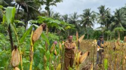 Panen Jagung Perdana, Pemdes Cintaratu Perkuat Ketahanan Pangan
