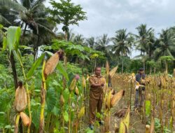Panen Jagung Perdana, Pemdes Cintaratu Perkuat Ketahanan Pangan
