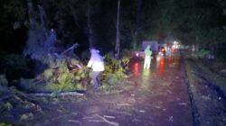 Telah Terjadi Pohon Tumbang Tutupi Jalan Raya Kasomalang, Polsek Jalan Cagak Bersama Lintas Sektoral Lakukan Evakuasi