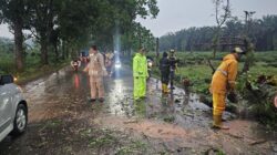 Pohon Tumbang Sempat Hambat Arus Lalulintas Jalan Cagak -Kasomalang Subang, Kapolsek Jalan Cagak Turun Langsung Evakuasi