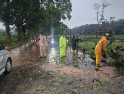 Pohon Tumbang Sempat Hambat Arus Lalulintas Jalan Cagak -Kasomalang Subang, Kapolsek Jalan Cagak Turun Langsung Evakuasi