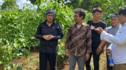 Pantau Kebun Sacha Inchi, Diky Chandra, Akan Dukung Selama Komoditas Memberi Manfaat Ekonomi dan Tidak Merusak Ekosistem