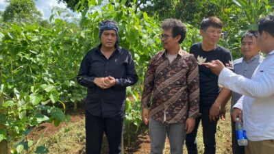 Pantau Kebun Sacha Inchi, Diky Chandra, Akan Dukung Selama Komoditas Memberi Manfaat Ekonomi dan Tidak Merusak Ekosistem