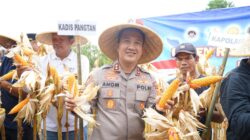 Polres Purwakarta Polda Jabar Gelar Panen Jagung di Cijunti Campaka, Wujud Nyata Dukungan Ketahanan Pangan