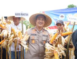 Polres Purwakarta Polda Jabar Gelar Panen Jagung di Cijunti Campaka, Wujud Nyata Dukungan Ketahanan Pangan