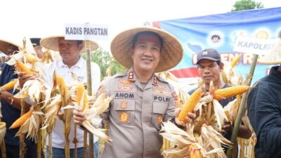 Polres Purwakarta Polda Jabar Gelar Panen Jagung di Cijunti Campaka, Wujud Nyata Dukungan Ketahanan Pangan