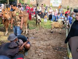 Idul Adha 1447 H, Anggota Komisi III DPRD Kota Tasikmalaya Hj.Siti Hajar Juharah Sembelih Hewan Kurban Sapi