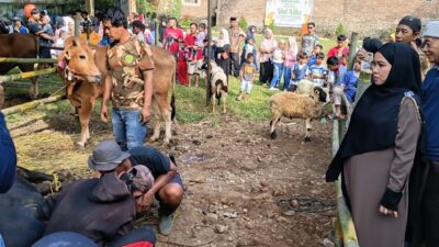 Idul Adha 1447 H, Anggota Komisi III DPRD Kota Tasikmalaya Hj.Siti Hajar Juharah Sembelih Hewan Kurban Sapi