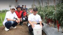 Panen Raya Cabai di Desa Sukamenak, Bupati Tasikmalaya Apresiasi Kepada Pengelola Lahan dan Petani