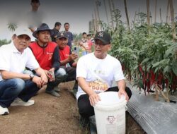 Panen Raya Cabai di Desa Sukamenak, Bupati Tasikmalaya Apresiasi Kepada Pengelola Lahan dan Petani