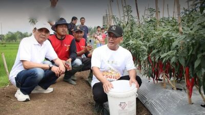 Panen Raya Cabai di Desa Sukamenak, Bupati Tasikmalaya Apresiasi Kepada Pengelola Lahan dan Petani