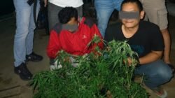 Satresnarkoba Polres Tasikmalaya Kota Bekuk 2 Pelaku di Wilayah Rajapolah, Tanam 7 Pot Ganja