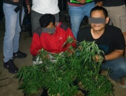 Satresnarkoba Polres Tasikmalaya Kota Bekuk 2 Pelaku di Wilayah Rajapolah, Tanam 7 Pot Ganja