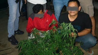 Satresnarkoba Polres Tasikmalaya Kota Bekuk 2 Pelaku di Wilayah Rajapolah, Tanam 7 Pot Ganja